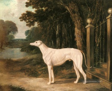  RED Malerei - Vandeau Ein weißer Windhund 2 Herring Snr John Frederick Pferd